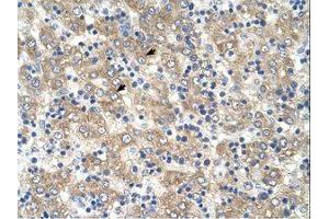 Image no. 1 for anti-Tetraspanin 32 (TSPAN32) (AA 101-150) antibody (ABIN321130)