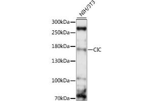 Western blot analysis of extracts of NIH/3T3, using CIC antibody (ABIN6292681) at 1:1000 dilution. (CIC anticorps)