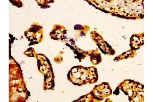 IHC image of ABIN7160318 diluted at 1:400 and staining in paraffin-embedded human placenta tissue performed on a Leica BondTM system.