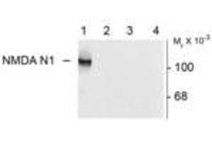 Image no. 1 for anti-Glutamate Receptor, Ionotropic, N-Methyl D-Aspartate 1 (GRIN1) (Variant N1) antibody (ABIN305686) (GRIN1/NMDAR1 anticorps  (Variant N1))