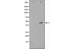 Western blot analysis on HeLa cell lysate using IRF4 Antibody，The lane on the left is treated with the antigen-specific peptide. (IRF4 anticorps  (C-Term))