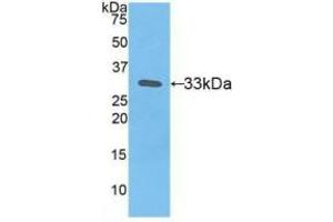 Western blot analysis of recombinant Human TF. (Tissue factor anticorps  (AA 34-251))