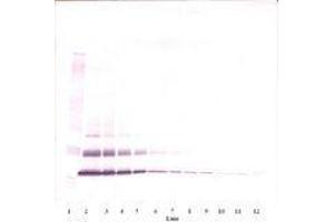 Image no. 1 for anti-Chemokine (C-C Motif) Ligand 7 (CCL7) antibody (ABIN465565) (CCL7 anticorps)