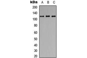 Western blot analysis of CD107a expression in HEK293T (A), Raw264. (LAMP1 anticorps  (Center))
