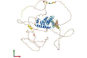 AlphaFold protein structure predicition of Mouse Recombinant Akap8l Protein, UniprotID Q9R0L7