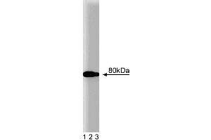 Western blot analysis of BMX on Jurkat lysate.