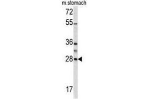 Western blot analysis of GZMB antibody (N-term) in mouse stomach lysates (35 µg/lane). (GZMB anticorps  (N-Term))