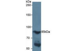 Figure. (HIF1A anticorps  (AA 218-506))