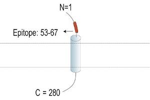 Representative domain view of the target of ABIN7885618. (TMEM119 anticorps  (Extracellular, N-Term) (PE))