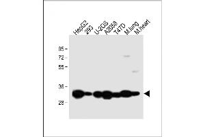 All lanes : Anti-Annexin V Antibody (N-term) at 1:2000 dilution Lane 1: HepG2 whole cell lysate Lane 2: 293 whole cell lysate Lane 3: U-2OS whole cell lysate Lane 4:  whole cell lysate Lane 5: T47D whole cell lysate Lane 6: Mouse lung lysate Lane 7: Mouse heart lysate Lysates/proteins at 20 μg per lane. (Annexin V anticorps  (N-Term))