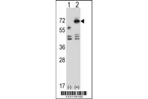 Western blot analysis of ARSF using rabbit polyclonal ARSF Antibody using 293 cell lysates (2 ug/lane) either nontransfected (Lane 1) or transiently transfected (Lane 2) with the ARSF gene. (ARSF anticorps  (AA 236-264))