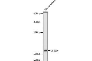 Western blot analysis of extracts of Mouse spleen, using UBE2L6 antibody (ABIN1683197, ABIN3018773, ABIN3018774 and ABIN7101658) at 1:1000 dilution.