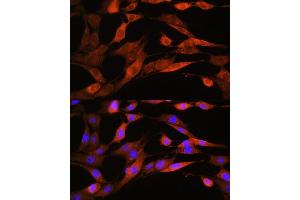 Immunofluorescence analysis of NIH/3T3 cells using  Rabbit pAb  at dilution of 1:100.