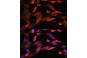 Immunofluorescence analysis of NIH/3T3 cells using  Rabbit pAb  at dilution of 1:100. (ASS1 anticorps  (AA 1-412))