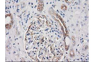 Immunohistochemical staining of paraffin-embedded Human Kidney tissue using anti-CDCP1 mouse monoclonal antibody. (CDCP1 anticorps)