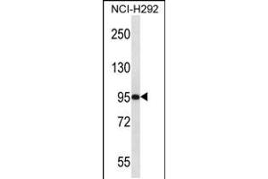 Western blot analysis in NCI-H292 cell line lysates (35ug/lane). (PAPOLG anticorps  (C-Term))