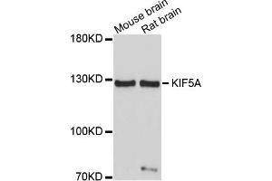 Western blot analysis of extracts of various cell lines, using KIF5A antibody (ABIN1873405) at 1:1000 dilution. (KIF5A anticorps)