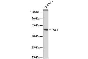 Western blot analysis of extracts of U-87MG cells, using PUS1 antibody (ABIN6128519, ABIN6146504, ABIN6146505 and ABIN6224764) at 1:3000 dilution. (PUS1 anticorps  (AA 308-427))