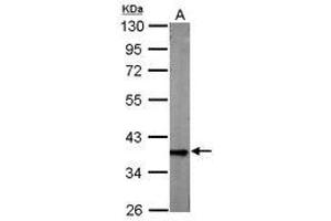 Image no. 2 for anti-Glyceraldehyde-3-Phosphate Dehydrogenase (GAPDH) antibody (ABIN467389) (GAPDH anticorps)