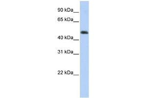 WB Suggested Anti-ARC Antibody Titration:  0. (ARC (Middle Region) anticorps)
