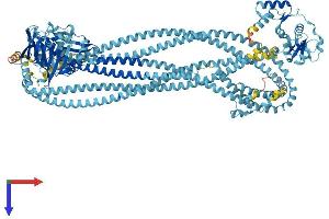 AlphaFold protein structure predicition of Human Recombinant SMC1B Protein, UniprotID Q8NDV3