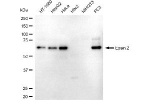 Western blotting analysis using epsin 2 antibody (ABIN7798488). (Epsin 2 anticorps)