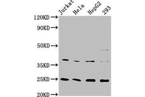 Western Blot Positive WB detected in: Jurkat whole cell lysate, Hela whole cell lysate, HepG2 whole cell lysate, 293 whole cell lysate All lanes: HAMP antibody at 2.