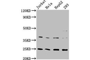 Western Blot Positive WB detected in: Jurkat whole cell lysate, Hela whole cell lysate, HepG2 whole cell lysate, 293 whole cell lysate All lanes: HAMP antibody at 2. (Recombinant Hepcidin anticorps)