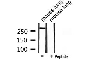Western blot analysis of extracts from mouse lung, using CBP Antibody. (CBP anticorps  (C-Term))