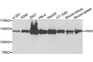 Western blot analysis of extracts of various cells, using PKN1 antibody. (PKN1 anticorps)