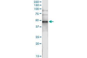 Immunoprecipitation of CNP transfected lysate using anti-CNP MaxPab rabbit polyclonal antibody and Protein A Magnetic Bead , and immunoblotted with CNP purified MaxPab mouse polyclonal antibody (B01P) .