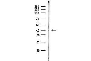 Western blot analysis of lysates from  cells(LPS, 4h treatment), using ELAVL2 Antibody at 1/1000 dilution.