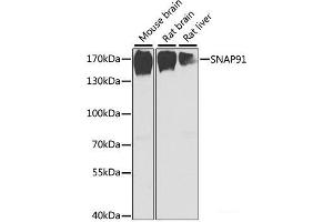 Western blot analysis of extracts of various cell lines using SNAP91 Polyclonal Antibody at dilution of 1:1000. (SNAP91 anticorps)