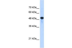 Septin 10 antibody used at 1. (Septin 10 anticorps  (C-Term))
