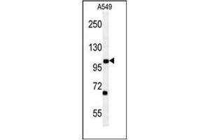 Western blot analysis of DPY19L2 Antibody (C-term) in A549 cell line lysates (35ug/lane). (DPY19L2 anticorps  (C-Term))