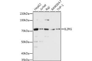 Western blot analysis of extracts of various cell lines, using CD132/IL-2 R gamma antibody (ABIN3022611, ABIN3022612, ABIN3022613, ABIN1513089 and ABIN6218952) at 1:1000 dilution. (IL2RG anticorps  (AA 23-260))
