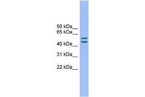 WB Suggested Anti-TM7SF2 Antibody Titration: 0.