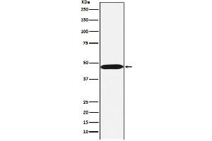 Western blot analysis of ACTL6A expression in Ramos cell lysate.