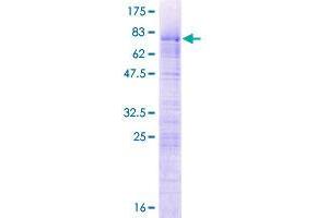 Image no. 1 for LUC7-Like 2 (LUC7L2) (AA 1-391) protein (GST tag) (ABIN1309887)