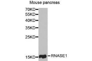 Western blot analysis of extracts of mouse pancreas, using RNASE1 antibody. (RNASE1 anticorps  (AA 29-156))