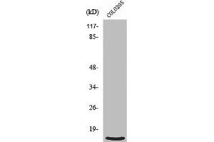 Western Blot analysis of HepG2 cells using Ribosomal Protein L39 Polyclonal Antibody (RPL39 anticorps  (N-Term))