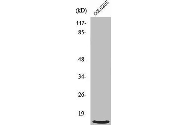 RPL39 Antikörper  (N-Term)