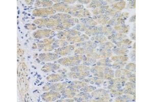 Immunohistochemistry of paraffin-embedded Mouse stomach using EFHC1 Polyclonal Antibody at dilution of 1:100 (40x lens). (EFHC1 anticorps)