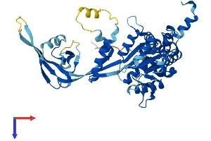 RuvB-Like 1 (E. Coli) (RUVBL1) (AA 1-456) protein (His tag)