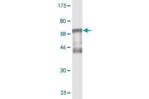 RCN1 antibody  (AA 31-331)