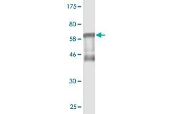 RCN1 antibody  (AA 31-331)