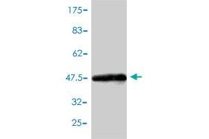 Western Blot detection against Immunogen (45.