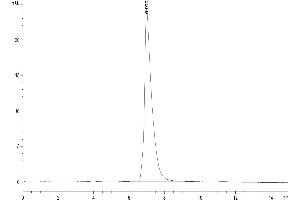 The purity of Biotinylated Human ALCAM/CD166 is greater than 95 % as determined by SEC-HPLC.