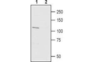 Western blot analysis of rat brain lysate: - 1.