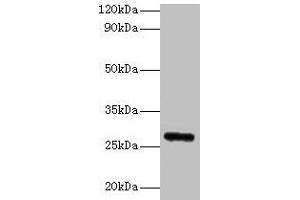 Western blot All lanes: Fgf23 antibody at 2 μg/mL + Rat heart tissue Secondary Goat polyclonal to rabbit IgG at 1/10000 dilution Predicted band size: 28 kDa Observed band size: 28 kDa (FGF23 anticorps  (AA 25-251))